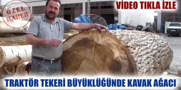 Traktör tekeri kalınlığında kavak ağacı