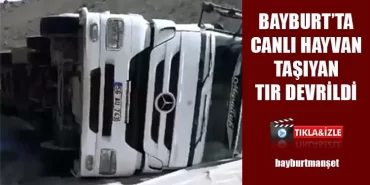 Bayburt’ta Canlı Hayvan Taşıyan Tır Devrildi