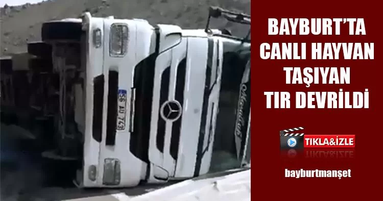 Bayburt’ta Canlı Hayvan Taşıyan Tır Devrildi