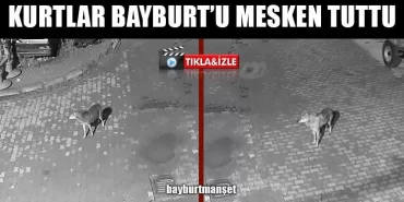 Kurtlar Bayburt’u Mesken Tuttu