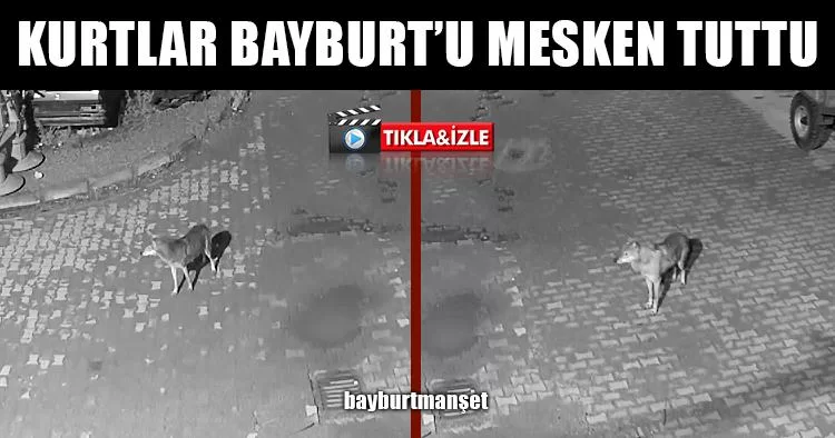 Kurtlar Bayburt’u Mesken Tuttu