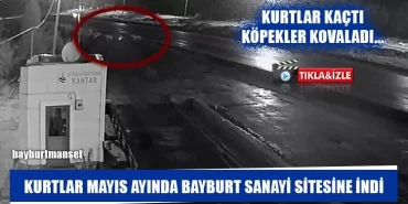Kurtlar Mayıs Ayında Bayburt Sanayi Sitesine İndi