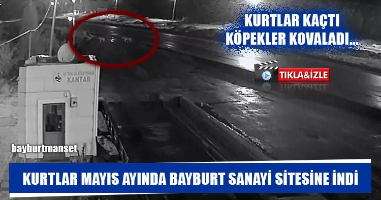 Kurtlar Mayıs Ayında Bayburt Sanayi Sitesine İndi