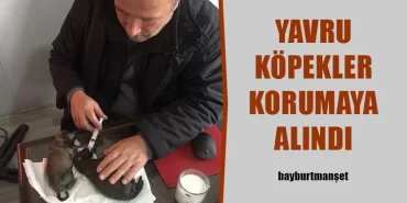 Yavru Köpekler Korumaya Alındı