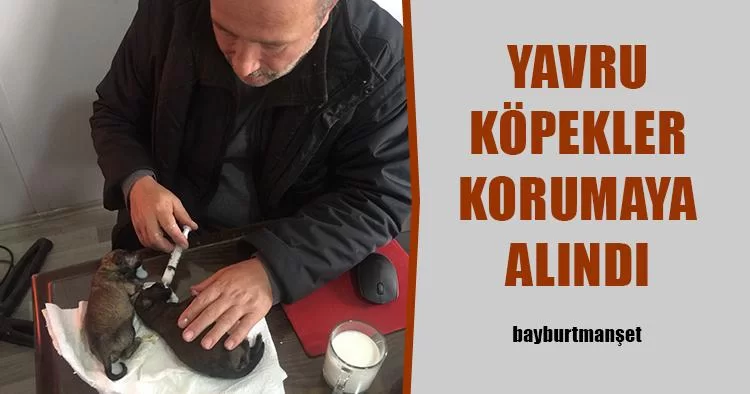 Yavru Köpekler Korumaya Alındı