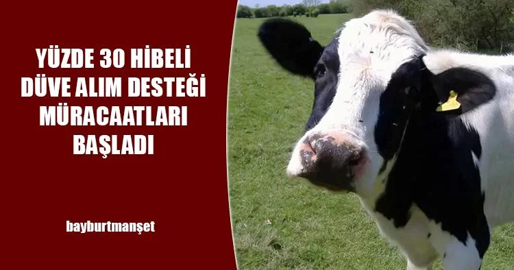 Yüzde 30 Hibeli Düve Alım Desteği Müracaatları Başladı