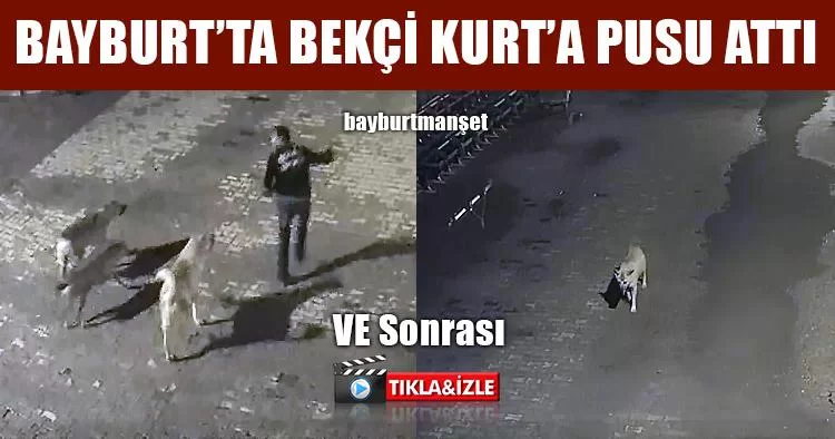 Bayburt’ta Bekçi Kurt’a Pusu Attı