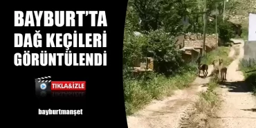 Bayburt’ta Dağ Keçileri Görüntülendi