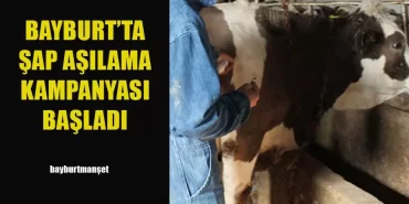 Bayburt'ta Şap Aşılama Kampanyası Başladı