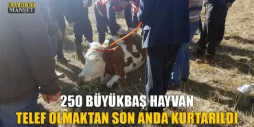 250 Büyükbaş Hayvan Telef Olmaktan Son Anda Kurtarıldı