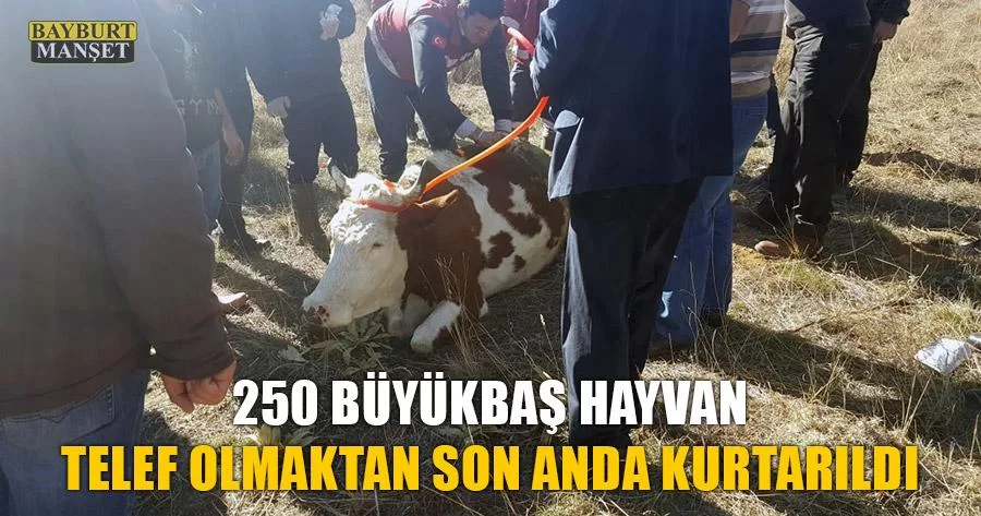 250 Büyükbaş Hayvan Telef Olmaktan Son Anda Kurtarıldı