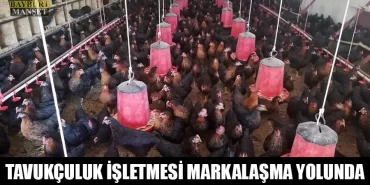Bayburt'taki Tavukçuluk İşletmesi Markalaşma Yolunda