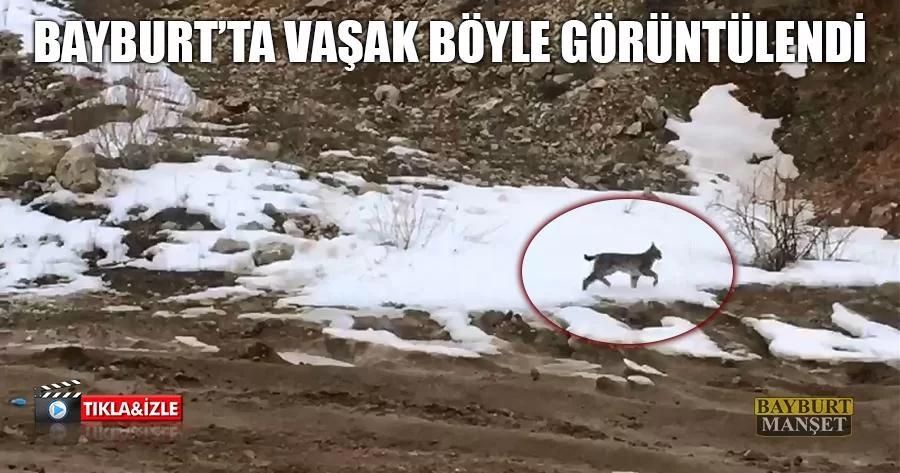 Bayburt’ta Vaşak Böyle Görüntülendi