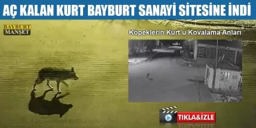 Aç Kalan Kurt Bayburt Sanayi Sitesine İndi