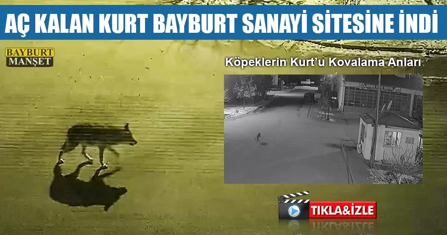 Aç Kalan Kurt Bayburt Sanayi Sitesine İndi