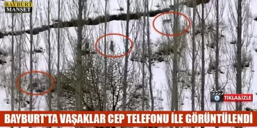Bayburt'ta Vaşaklar Cep Telefonu İle Görüntülendi