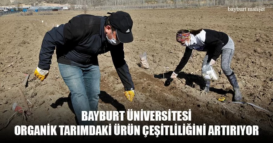 Bayburt Üniversitesi Organik Tarımdaki Ürün Çeşitliliğini Artırıyor
