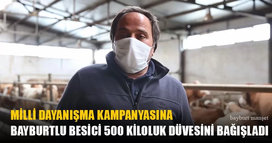 Bayburtlu Besici 500 Kiloluk Düvesini Bağışladı