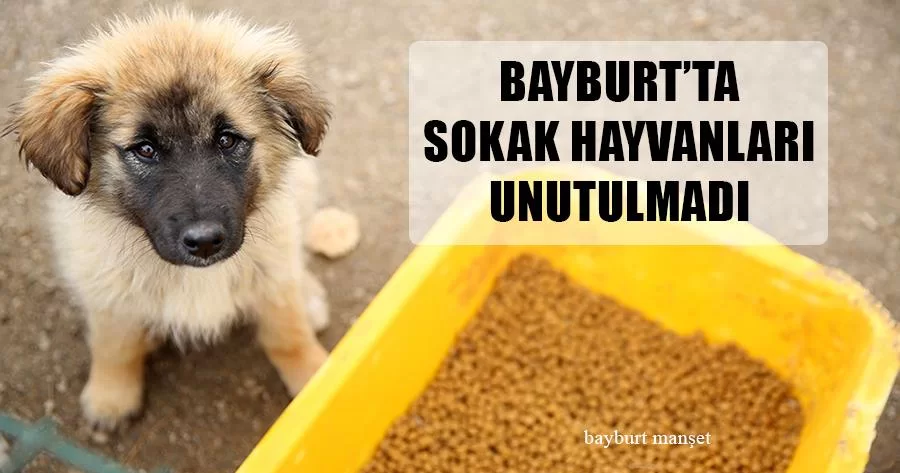 Bayburt’ta Sokak Hayvanları Unutulmadı