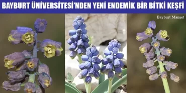 Bayburt Üniversitesi'nden Yeni Endemik Bir Bitki Keşfi