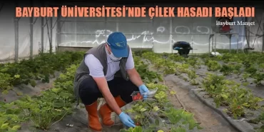 Bayburt Üniversitesi'nde Organik Çilek Hasadı Başladı