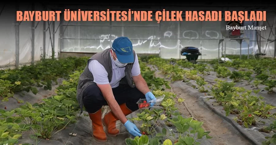 Bayburt Üniversitesi'nde Organik Çilek Hasadı Başladı