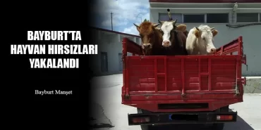 Bayburt'ta Hayvan Hırsızları Yakalandı