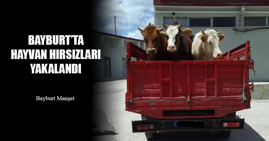 Bayburt'ta Hayvan Hırsızları Yakalandı