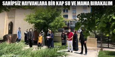 Sahipsiz Hayvanlara Bir Kap Su Ve Mama Bırakalım