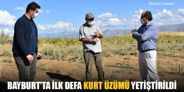 Bayburt'ta İlk Defa Kurt Üzümü Yetiştirildi