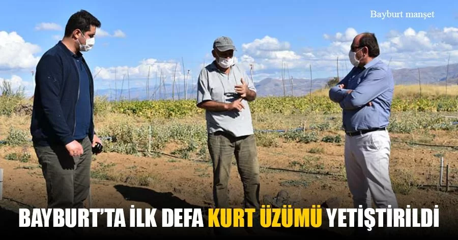 Bayburt'ta İlk Defa Kurt Üzümü Yetiştirildi