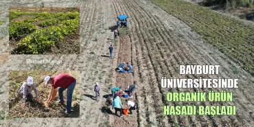 Bayburt Üniversitesinde Organik Ürün Hasadı Başladı
