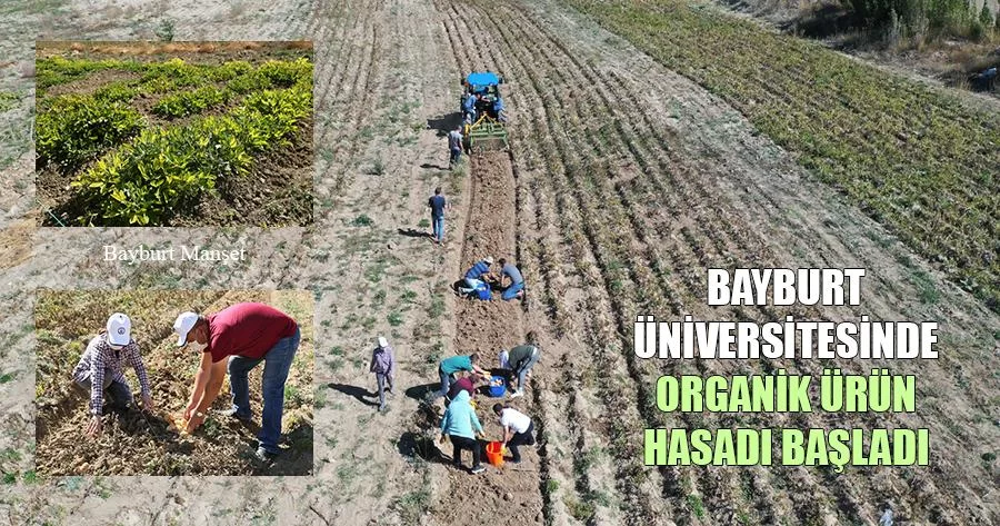 Bayburt Üniversitesinde Organik Ürün Hasadı Başladı