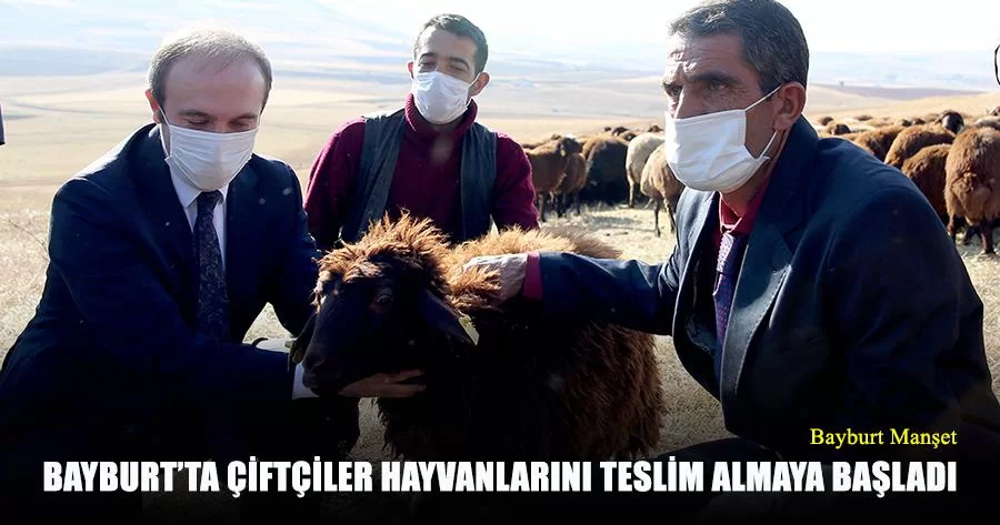 Bayburt’ta Çiftçiler Hayvanlarını Teslim Almaya Başladı