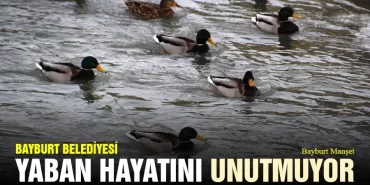bayburt-belediyesi-kis-mevsiminde-yaban-hayatini-unutmadi