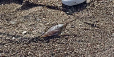 Olta balıkçılarının avlayıp denize attığı ölü balon balıkları fırtına sonrası sahile vurdu