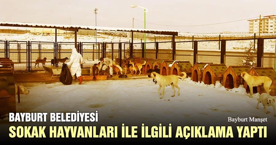 Bayburt Belediyesi Sokak Hayvanları İle İlgili Açıklama Yaptı