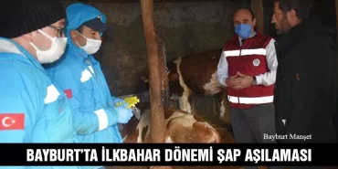 Bayburt’ta İlkbahar Dönemi Şap Aşılaması Başladı