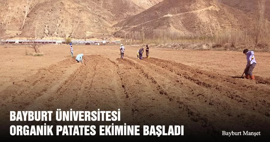 Bayburt Üniversitesi Organik Patates Ekimine Başladı