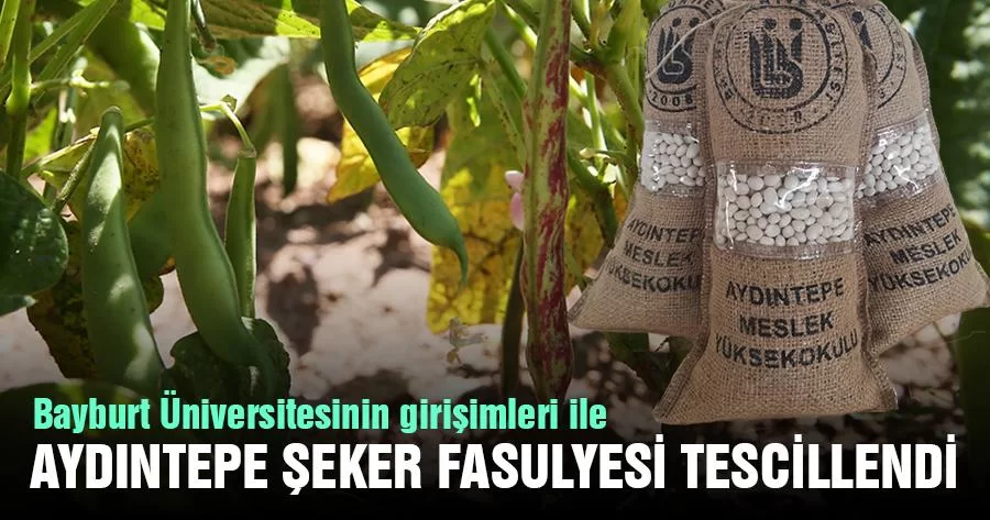 Bayburt Üniversitesinin Girişimleri İle Aydıntepe Şeker Fasulyesi Tescillendi