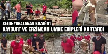 Selde Yaralanan Buzağıyı Bayburt Ve Erzincan UMKE Ekipleri Kurtardı
