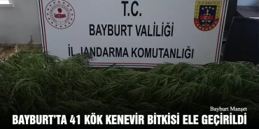 Bayburt’ta 41 Kök Kenevir Bitkisi Ele Geçirildi