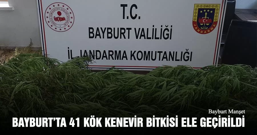 Bayburt’ta 41 Kök Kenevir Bitkisi Ele Geçirildi