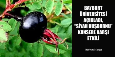 Bayburt Üniversitesi Açıkladı, “Siyah Kuşburnu” Kansere Karşı Etkili