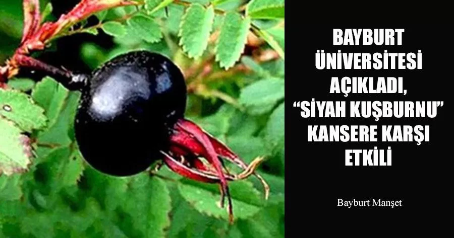 Bayburt Üniversitesi Açıkladı, “Siyah Kuşburnu” Kansere Karşı Etkili