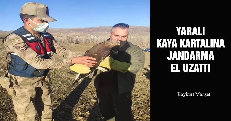 Yaralı Kaya Kartalına Jandarma El Uzattı