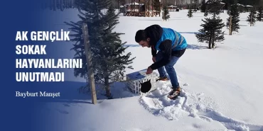AK Gençlik Sokak Hayvanlarını Unutmadı