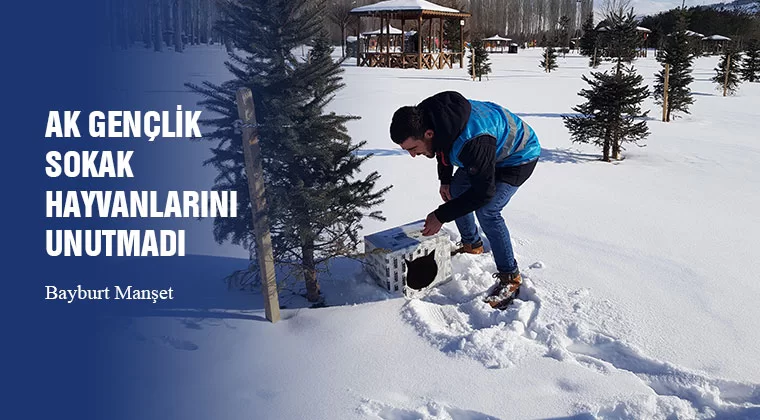 AK Gençlik Sokak Hayvanlarını Unutmadı