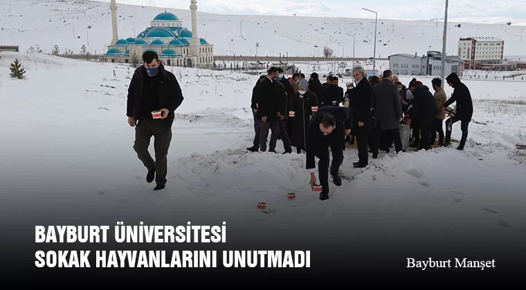 Bayburt Üniversitesi Sokak Hayvanlarını Unutmadı