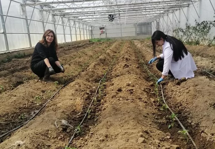 Bayburt Üniversitesi Organik Tarım Çalışmaları Devam Ediyor